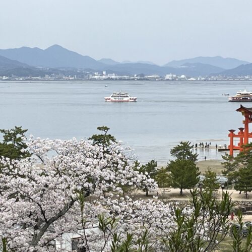 ほっと一息　　「春の宮島～桜に誘われて～」　中③④地区会　ひとつ麦　代表　吉原幸子